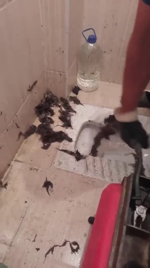 Banyo ve tuvalet giderinden çıkarılan saç ve tortu birikintisi